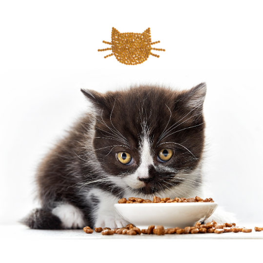 Katzennahrung